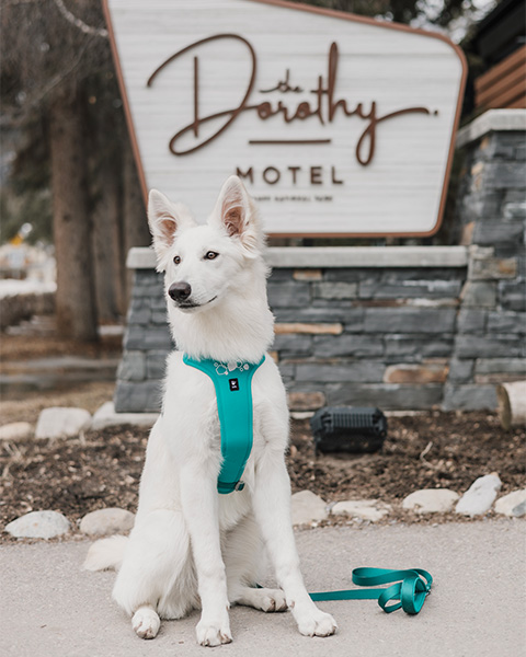 Dog staying at The Dorothy Motel in Banff