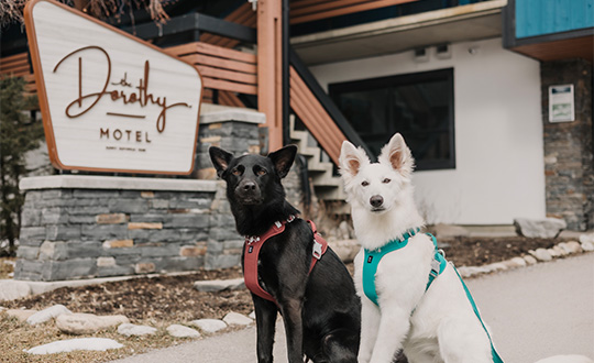 Dog staying at The Dorothy Motel in Banff