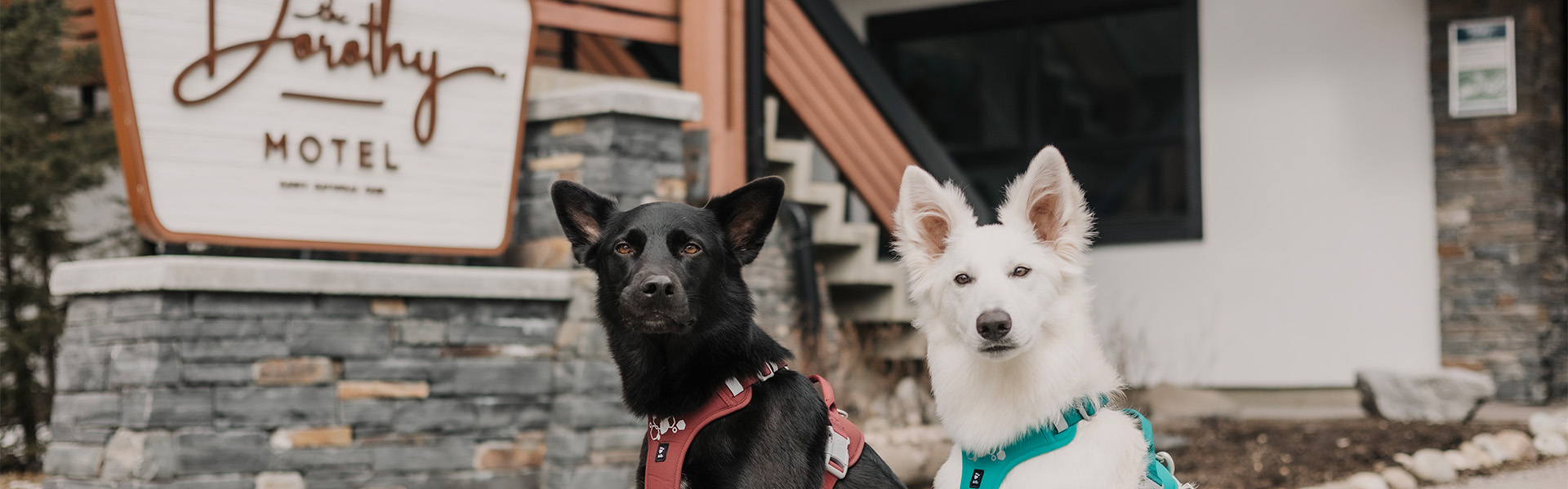 Dog staying at The Dorothy Motel in Banff